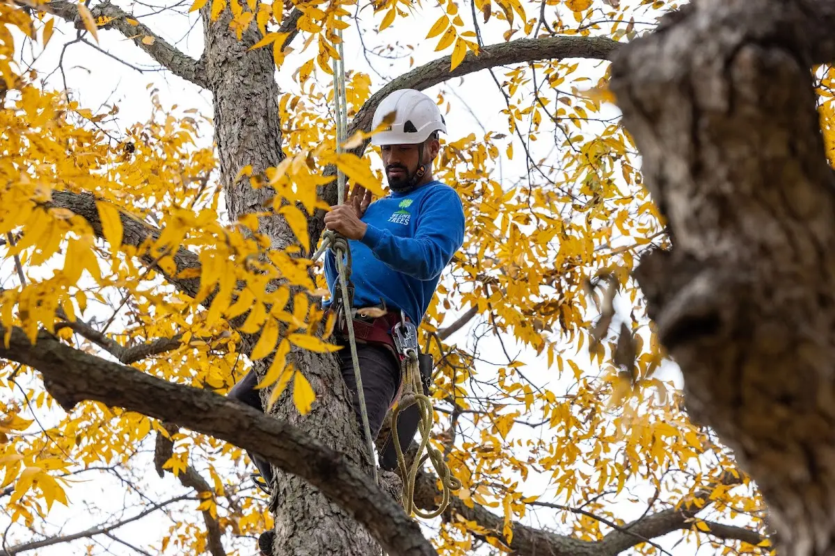 Skilled Tree Planing crew working in Germantown